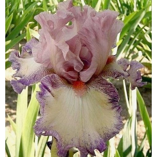 Iris DAWN SKY