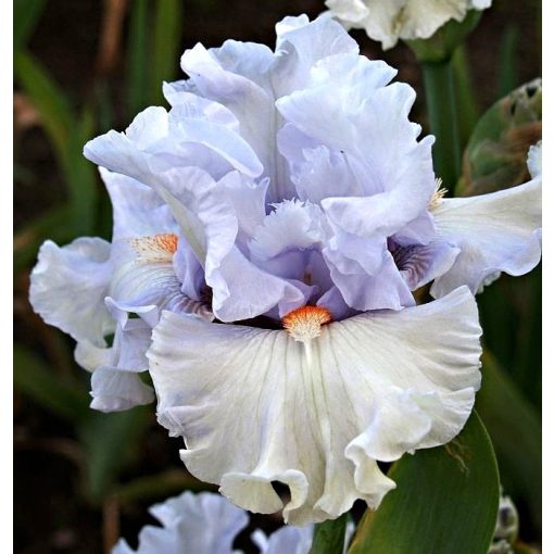 Iris DAYDREAM