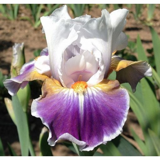 Iris DAZZLING
