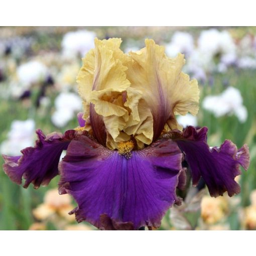 Iris DEAL OR NOT DEAL