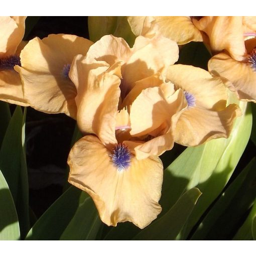 Iris DECORUM