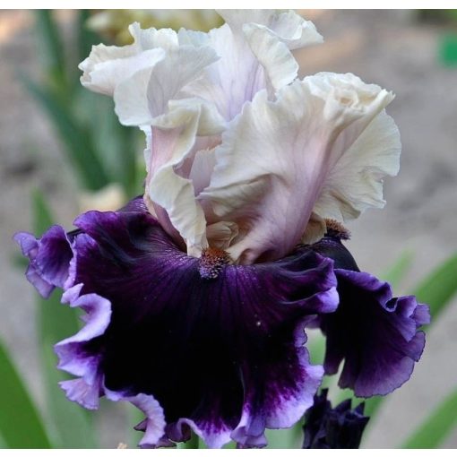 Iris DEEPER MEANING