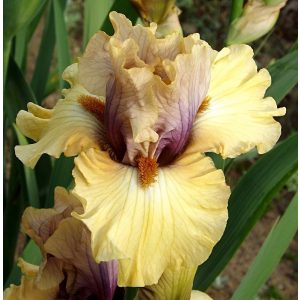 Iris DESERT MOTH