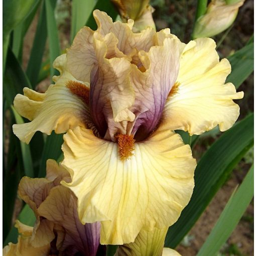 Iris DESERT MOTH