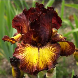 Iris DESERT SUNSET