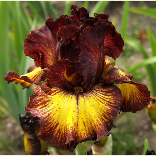 Iris DESERT SUNSET