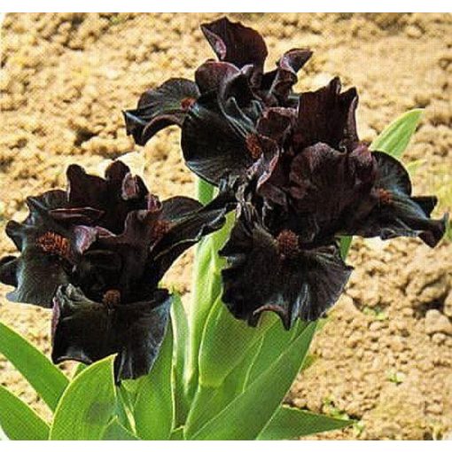 Iris DEVIL BABY
