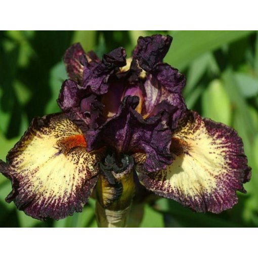 Iris DEVIL‘S PLAYGROUND