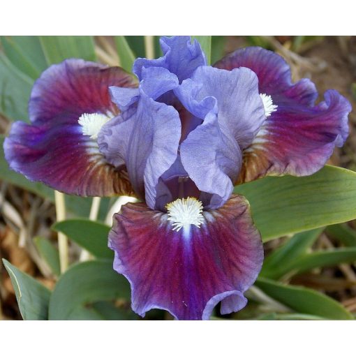 Iris DEVOTED