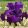 Iris DIABOLIQUE