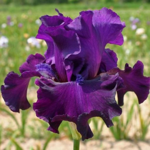 Iris DIABOLIQUE