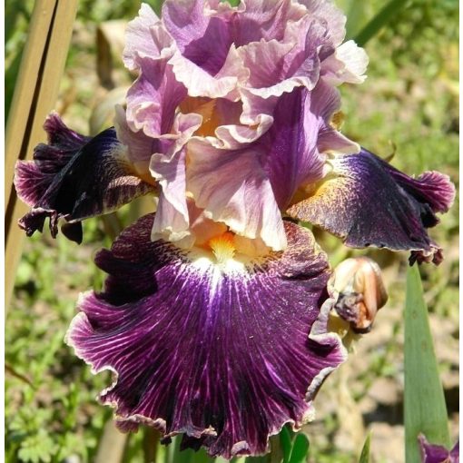 Iris DIALECT