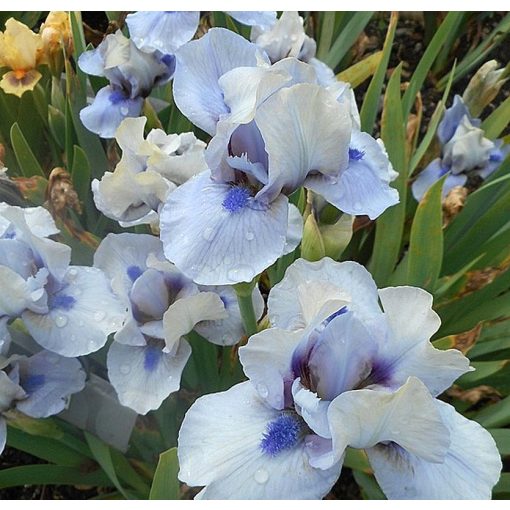 Iris DIME