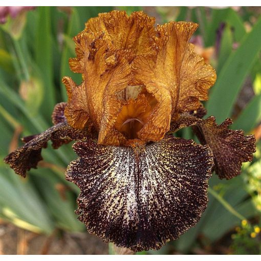 Iris DIPPED HOT CHOCOLATE