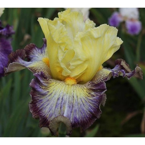 Iris DISCO LIGHTS