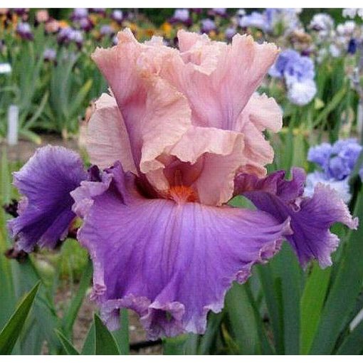 Iris DISCOVERED TREASURE