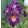 Iris DITHER