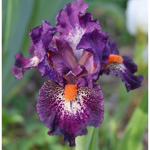 Iris DITHER