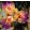 Iris DITZY BLOND