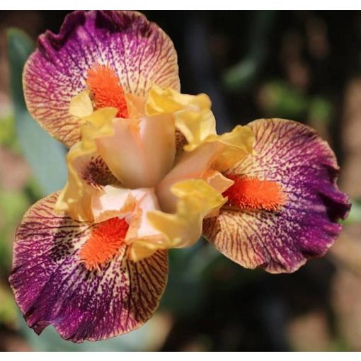 Iris DITZY BLOND