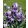Iris DIVIDING LINE