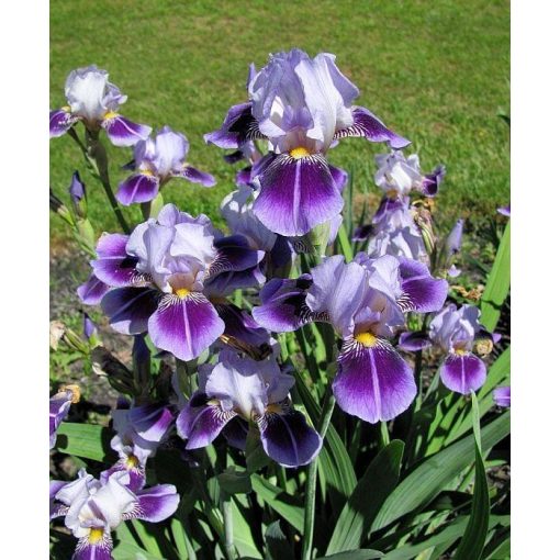 Iris DIVIDING LINE