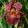 Iris DOMAINE