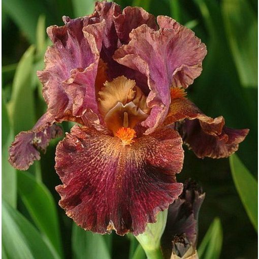 Iris DOMAINE