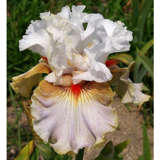 Iris DRACULA’S MISTRESS