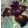 Iris DRAGONET