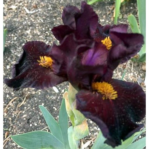 Iris DRAGONET