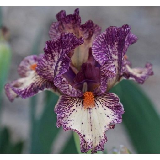 Iris DRAMEDY