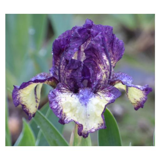 Iris DUBS