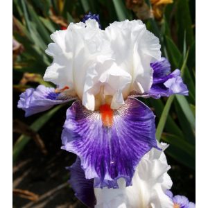 Iris DUSKY DREAM