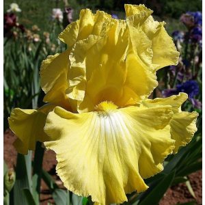 Iris EARLY GIRL