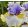 Iris EASTER CHARM
