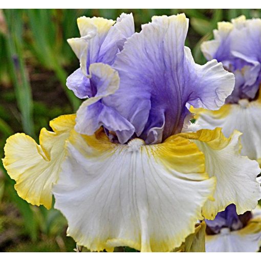Iris EASTER CHARM