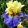 Iris EASTER PARADE
