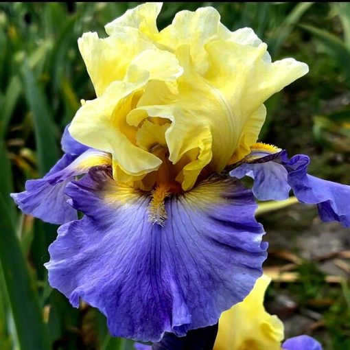 Iris EASTER PARADE