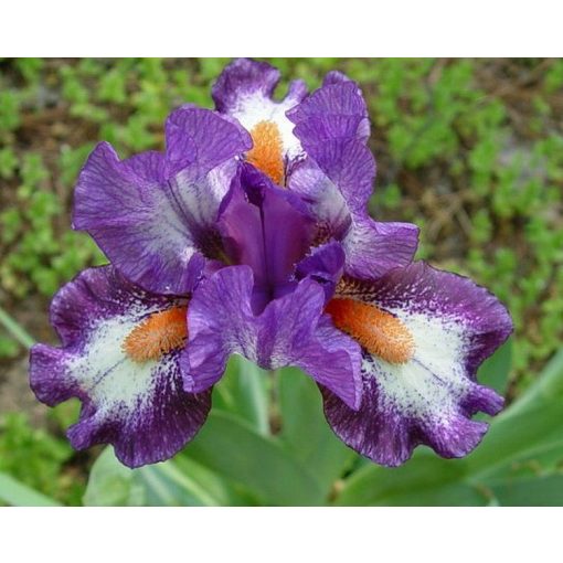 Iris ELECTRIFYING