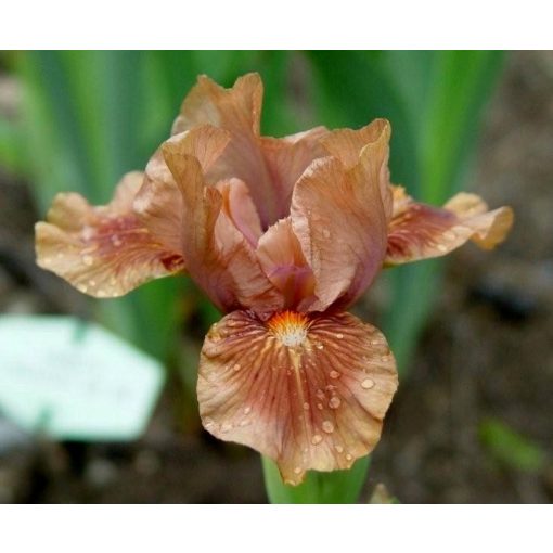 Iris ENCHANTED MOCHA