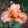 Iris ENERGIZER BUNNY