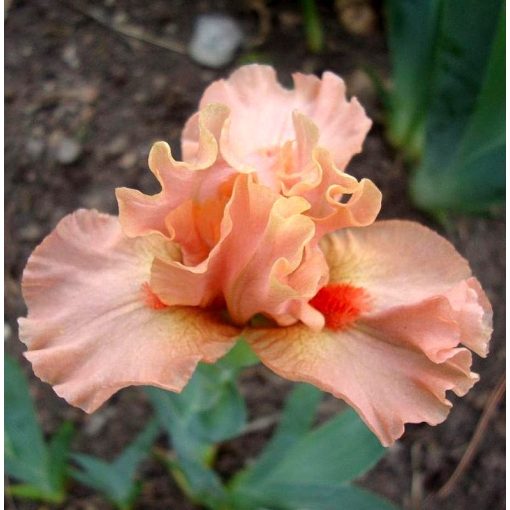 Iris ENERGIZER BUNNY