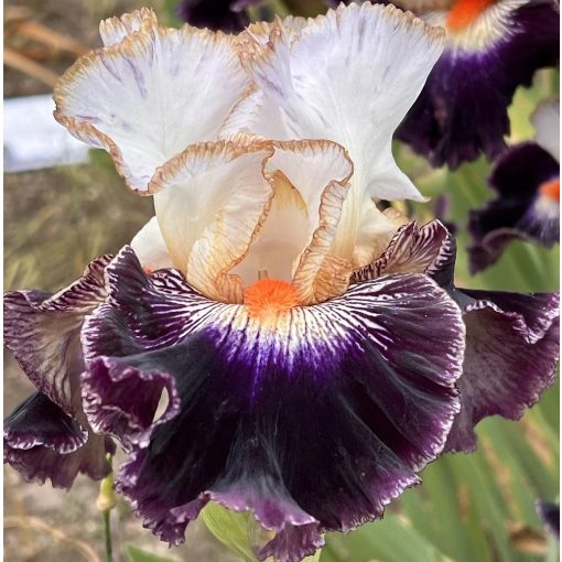 Iris EROTIC DREAM