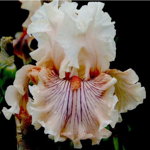 Iris ESCAPE FROM BOREDOM