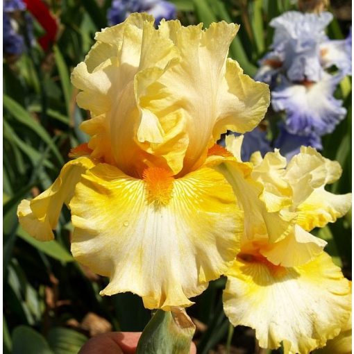 Iris ETA CARIA