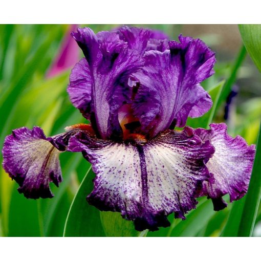 Iris ETCETERA
