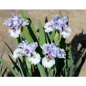 Iris EVERY LITTLE STEP