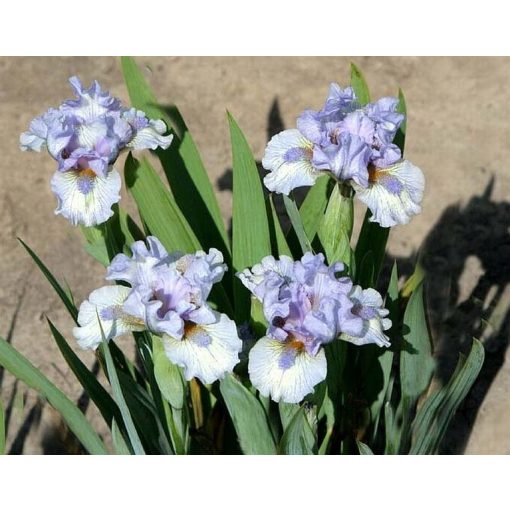 Iris EVERY LITTLE STEP