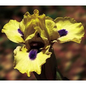 Iris EXPERIMENT